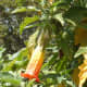 Brugmansia sanguinea