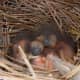 baby bluebirds a couple of days old.