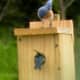 Male watches as female bluebird enters the nest.
