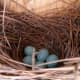 bluebird eggs in the nest.