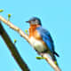 Male bluebird