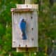 bluebird