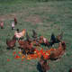 Free Range Chickens