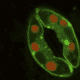 Confocal micrograph of guard cells around a stoma of the plant Arabidopsis.