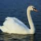 Mute swans will attack anything that enters their territory including dogs and humans. Before they attack, they will hiss at the intruder, which has an eerie dinosaur like sound.