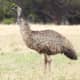 Emus are an exceptionally ancient bird species and one of the most dinosaurian-looking of birds.