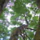 The fact that dinosaurs never became arboreal means that humans may have evolved regardless of whether the dinosaurs survived or not.