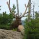 This is a Rocky Mountain Elk in Yellowstone. Although it is not endangered, it's cousin, the Eastern Elk is already extinct, due to human population density, habitat destruction, and over-hunting.