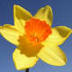 A flower with contrasting colours in the corona and perianth