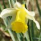 A wild daffodil (Narcissus pseudonarcissus)