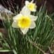 Daffodils in British Columbia, Canada