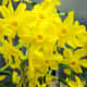 The jonquil has a lovely fragrance.