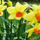 Daffodils in Wales