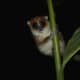 Mouse lemurs are amongst the smallest primates on earth.