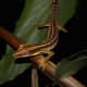 The lined leaf gecko presumably chooses tree branches that match its pattern when it wants to sleep.