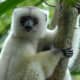 The silky sifaka is one of the rarest mammals on earth.