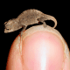 Brookesia are the smallest known chameleons.