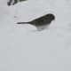 Slate-Colored Junco looking for seeds and/or bugs in the snow.