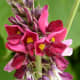 A kudzu in full blossom.