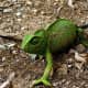 The chameleon's colouration ranges from green to brownish tones