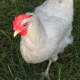 White leghorn hen