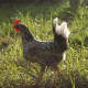 Exchequer leghorn hen