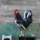 Exchequer leghorn rooster