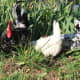 Exchequer rooster, white hen, and exchequer hen