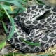Massasauga rattlesnake (Sistrurus catenatus)