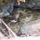 Timber Rattlesnake found in natural habitat.