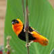 Northern red bishop (Euplectes franciscanus)