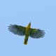 passerine-bird