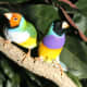White-breasted Yellow-headed and Black-headed male Gouldian Finches