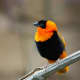 Northern red bishop (Euplectes franciscanus)