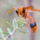 This is an orange potter wasp (Eumenes latreilli).  Wasps have delicate legs, narrow waists and smooth bodies and their sting can cause lots of pain and irritation. And, there's no limit to the number of times they can sting; their stinger stays put.
