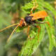 This is the orange spider wasp (Cryptocheilus bicolor) - found in Australia.  It has orange wings and legs and a broad orange band around its abdomen.  These wasps are large 