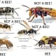 How to Distinguish Between Hornets, Bees and Wasps - Owlcation