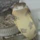 19-awesome-facts-about-king-cobra-snakes