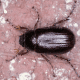 Adult "June Bug" Beetle