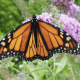 The Big, Beautiful Monarch Butterfly