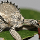 bug-identification-2