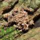 Silent But Deadly: A Well-Camouflaged Assassin Bug