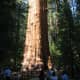 Gymnosperms are types of plants. Giant redwood tree 'Sherman' in the Sequoia National Park, California, USA 