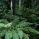 Ferns are types of plants. Ferns near Cann River, Victoria, Australia 