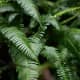 Ferns are types of plants. Sword ferns in the temperate rainforest of Kaien Island