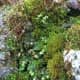 Bryophytes are types of plants. A growth of various bryophytes (here liverworts and leafy mosses).