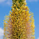 Angiosperms are types of plants. Agave filifera