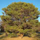 Gymnosperms are types of plants. Japanese Red Pine (Tanyosho Pine - Conifer)