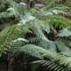 Ferns are types of plants. Ferns on rainforest tour- National Botanical Gardens