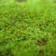 Bryophytes are types of plants. Common bryophytes found in Indonesia.